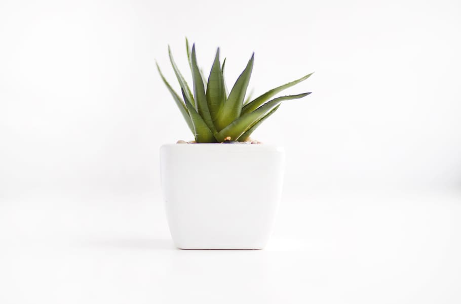 house plant, white, pot, green, nature, minimal, wallpaper, high resolution, shadow, clean