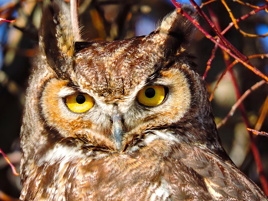owl, great horned, bird, wildlife, nature, perched, beak, predator, raptor, nocturnal