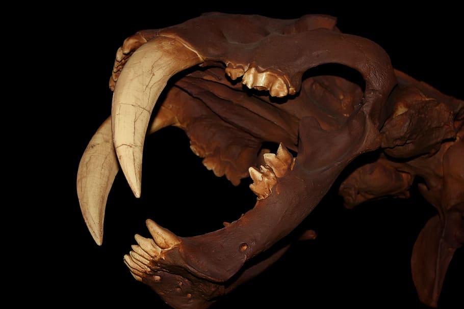 smilodon, -, cráneo, dientes de sable, gato, eoceno, megafauna, extinto, caninos, animales