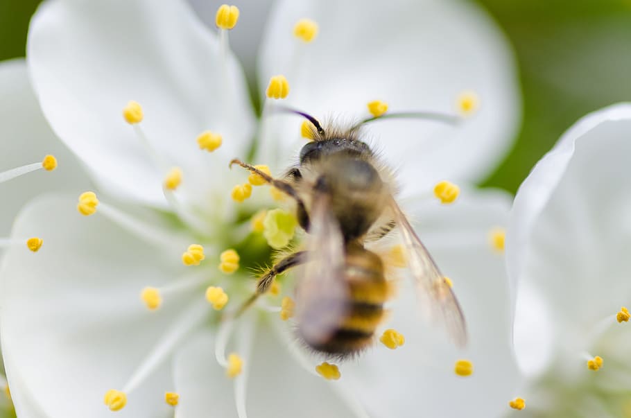 white, flower, blossoms, bloom, garden, petals, insect, bee, animal, flowering plant