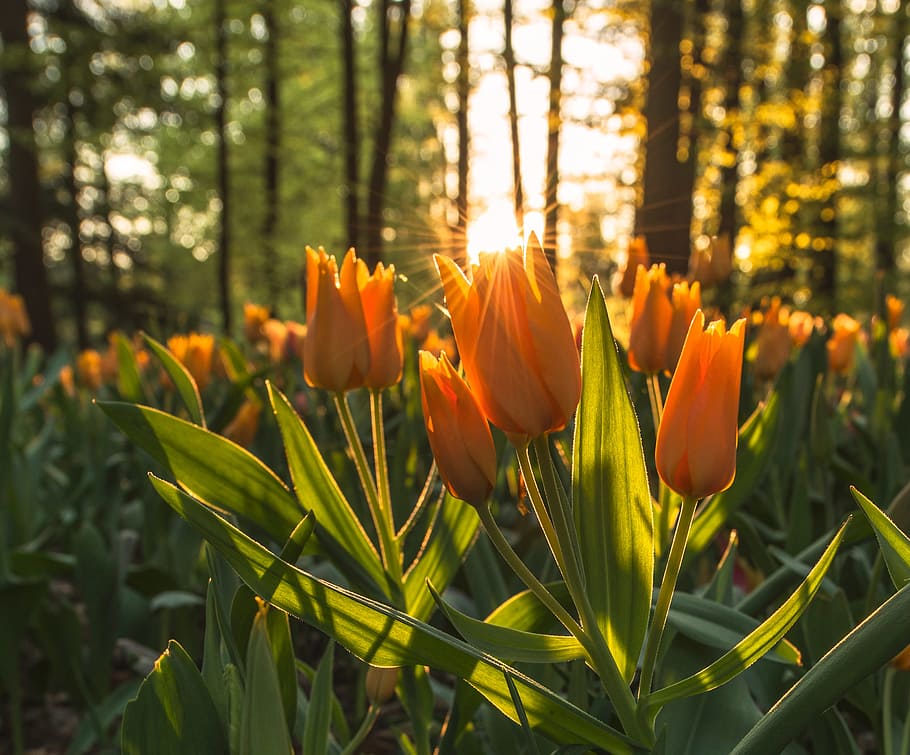flowers, forest, jungle, plants, tree, yellow, tulips, plant, flowering plant, growth