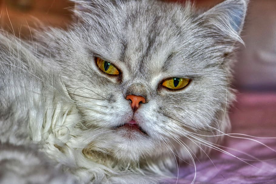 gato, persa, fofo, olhos, cinza, gato relaxado, bonito, prata, animal de estimação, puro sangue