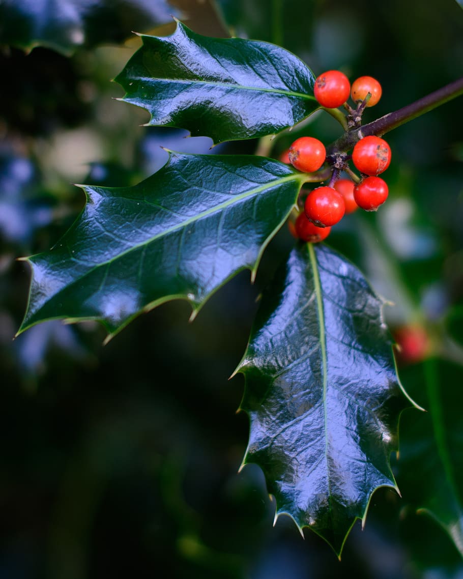 holly, leaves, berry, red, christmas, plant, festive, green, xmas, winter