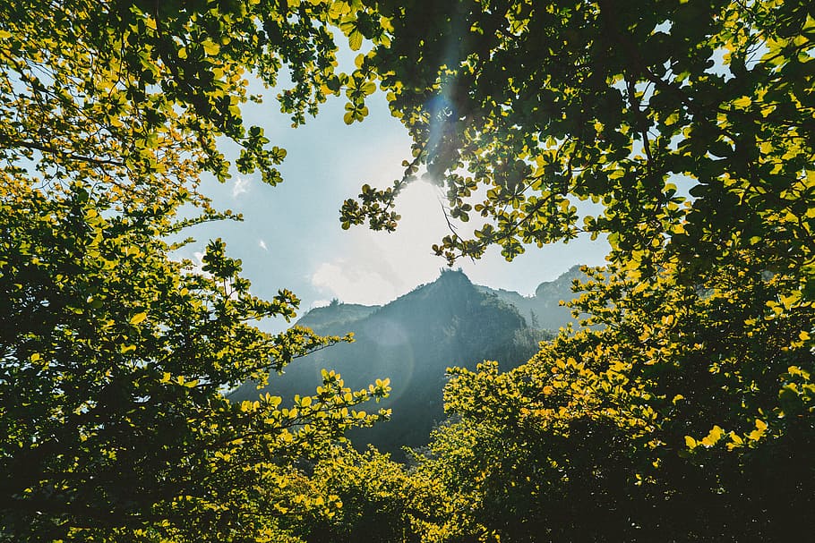 green, leaf, plant, nature, trees, sunny, day, mountain, view, landscape
