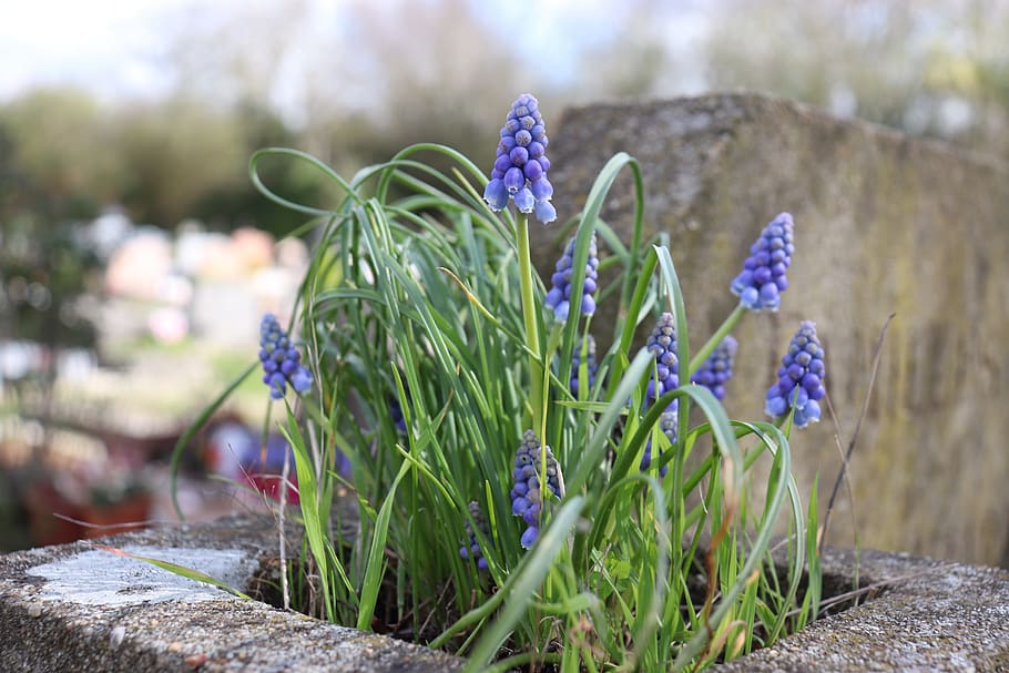 flores azules, primavera, cementerio, caídas, cumplimiento, violeta,  plantas, floración, botánica, Planta | Pxfuel