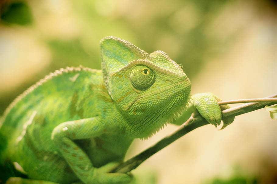 reptile, chameleon, lizard, branch, animal themes, animal, green color, one animal, animal wildlife, animals in the wild
