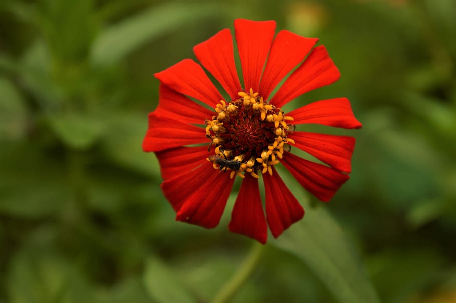 Red Zinnia Flower