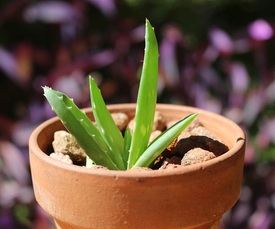 aloe vera, succulent, medicinal plant, potted, herb, small, terracotta pot, potted plant, growth, focus on foreground