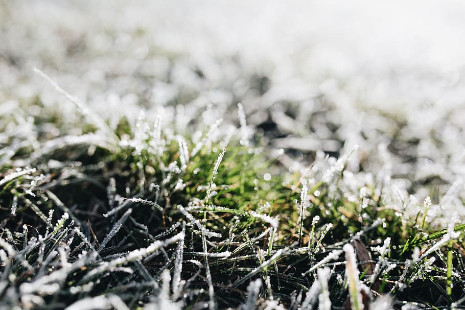 frost, covered, grass, morning, nobody, nature, winter, cold, ice, frozen