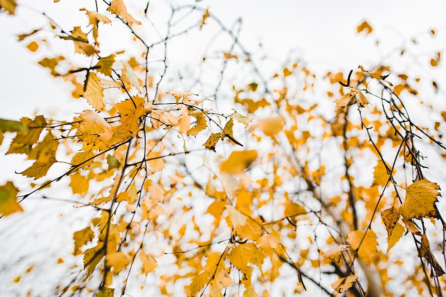 detail musim gugur, alam, daun, musim gugur, warna-warni, warna, tanaman, pohon, cabang, keindahan di alam