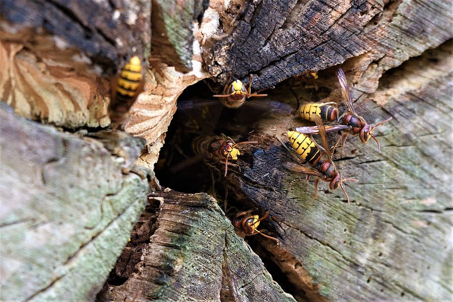 vespa crabro, vespa, picada, ninho, colméia, benéfico, caçador, perigoso, gravura, amarelo