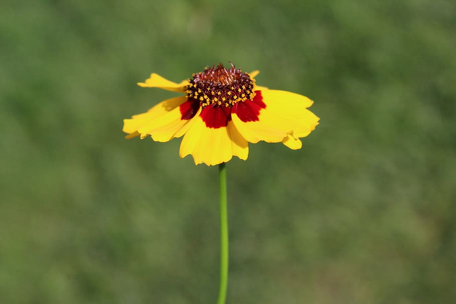 coreopsis, yellow, red, flower, floral, botanical, macro, nature, garden, blooming