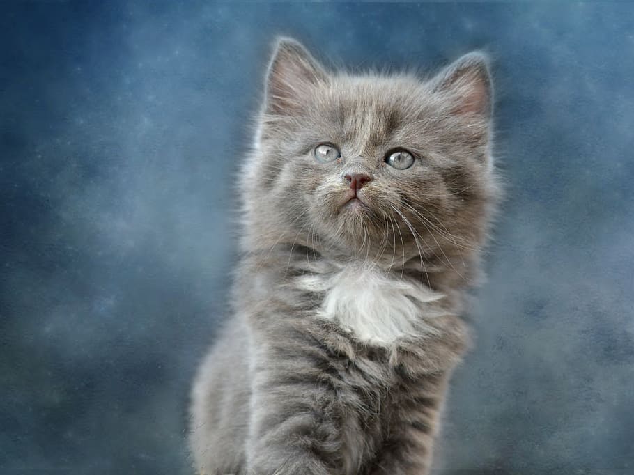 cat, cute, mammal, animal, fluffy, portrait, fur, grey, kitten, dear