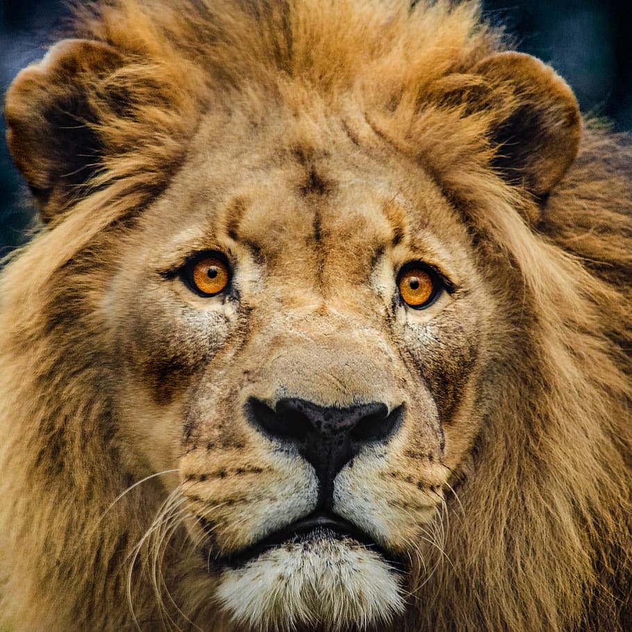 leão, cabeça, gato grande, gato, predador, juba, rei leão, machos, fechar-se, rosto