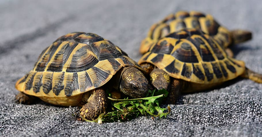 turtles, reptile, animal, tortoise shell, tortoise, panzer, eat, feeding, animal themes, animal wildlife