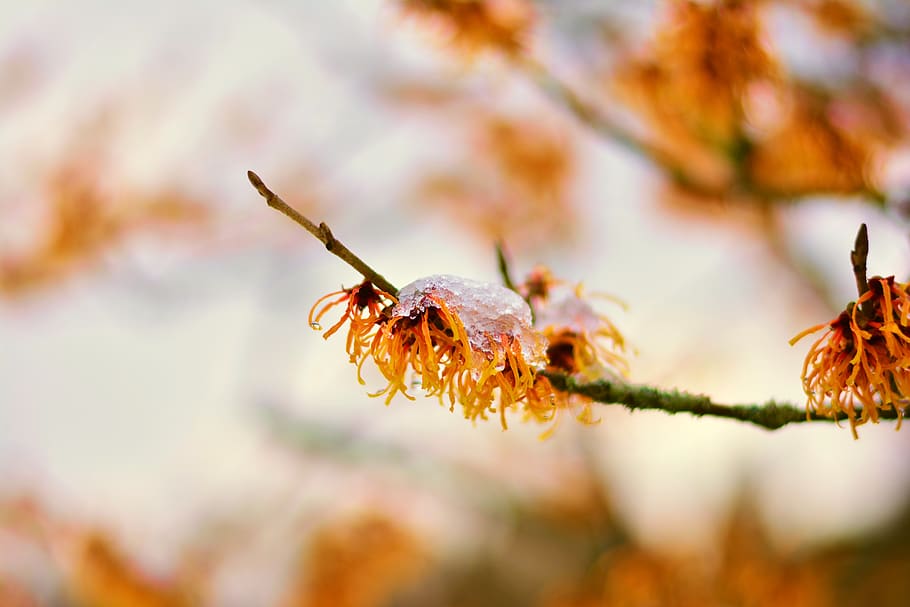 witch hazel, witch hazel plant, january, flowers, early bloomer, season, close up, plant, winter, the winter greenhouse