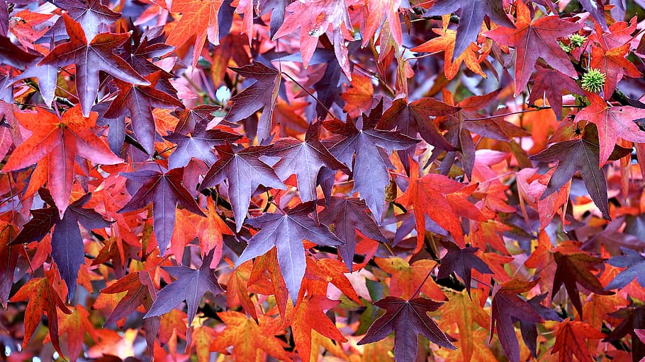 alam, tanaman, pohon, daun, warna, musim gugur, bagian tanaman, perubahan, bingkai penuh, daun maple
