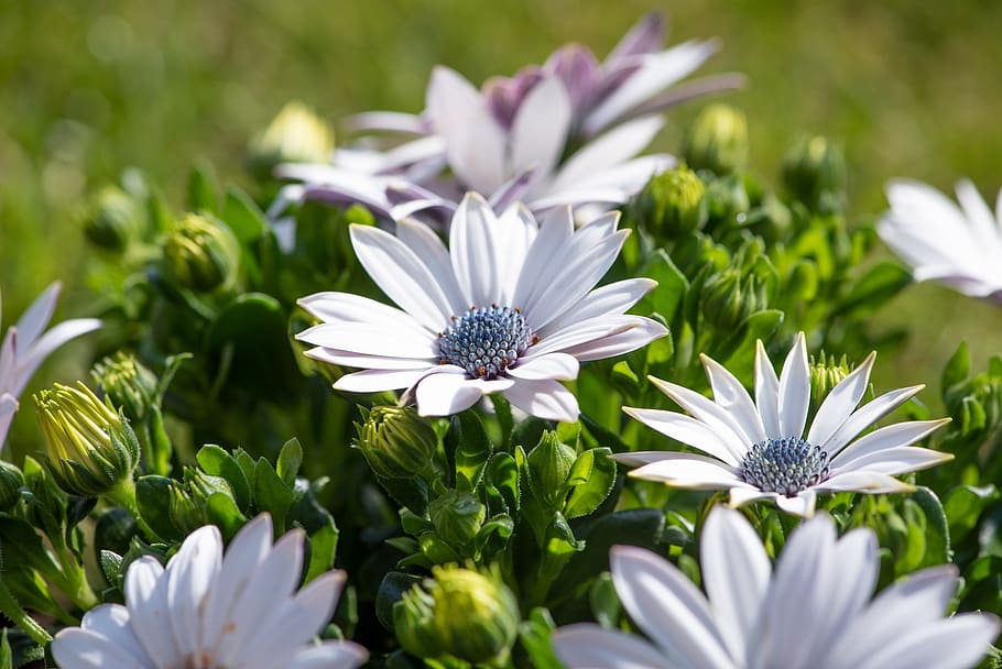 cape daisies, flowers, white, garden, in the garden, spring, spring flowers, close up, plant, bloom