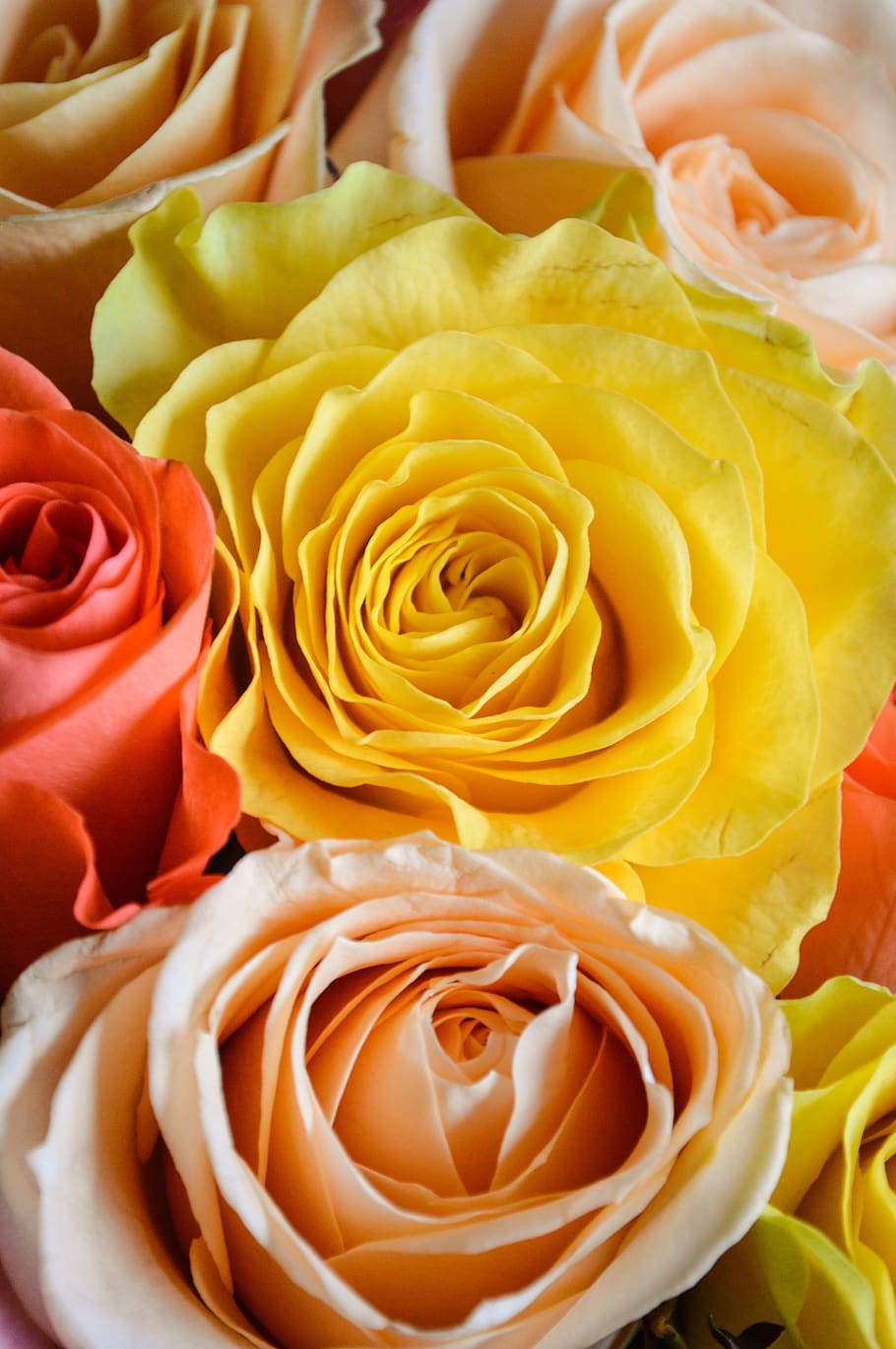 roses, bouquet, flowers, love, flower, flora, petals, novel, st valentine's day, gift