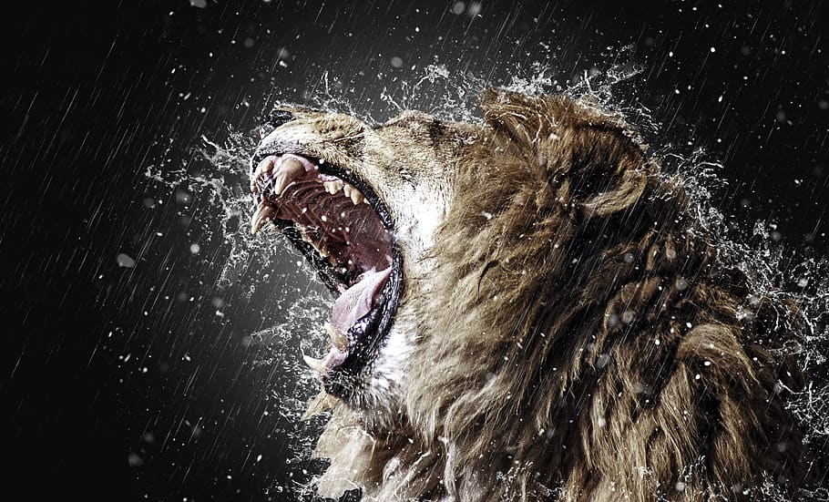 lion, roar, tooth, predator, fangs, big cat, wild animal, king of the beasts, wildlife, mammal