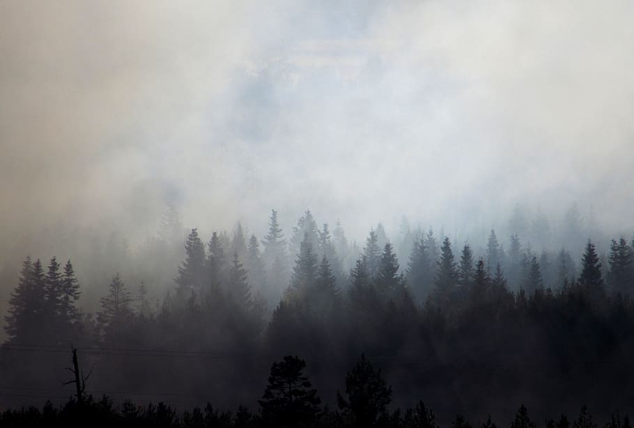 árboles, humo, madera, naturaleza, paisaje, bosque, quema, árbol, caliente, destrucción