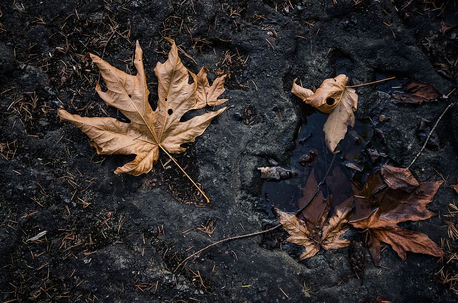 otoño, negro, marrón, gris, tierra, hojas, hoja, parte de la planta, seco, cambio