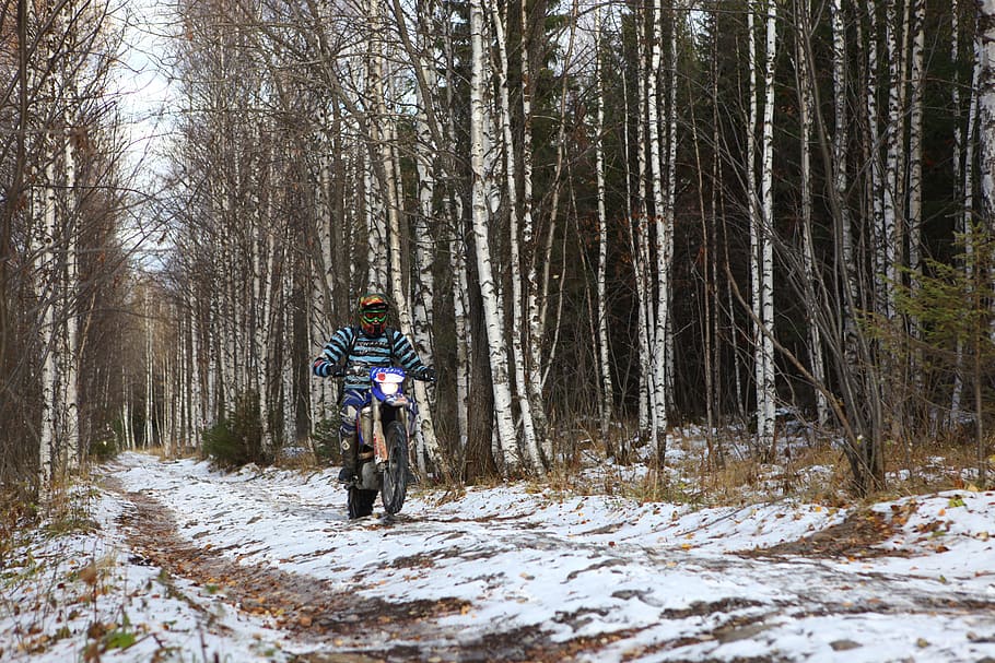 motorcyclist, bike, woods, winter, snow, trees, fast, tree, forest, land
