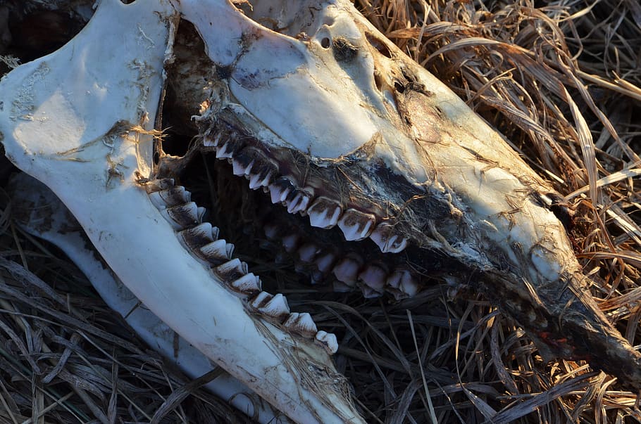 cráneo, esqueleto, ciervo, muerto, dientes, animal, caries, hueso, close-up, nature