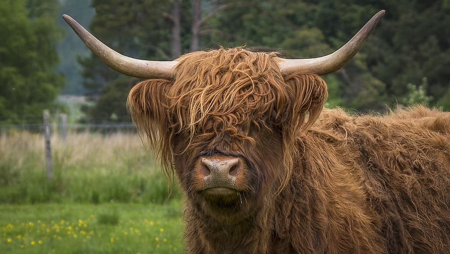 highlandrind, beef, highlands and islands, highland beef, cow, pasture, horns, shaggy, animal, graze
