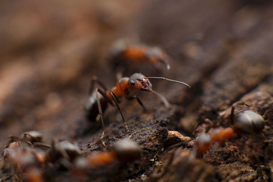 ant, insect, macro, close up, soil, animal themes, animal wildlife, one animal, animal, animals in the wild