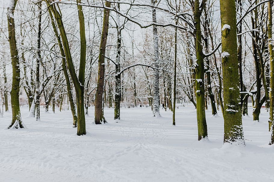 parque invernal, branco, limpo, ao ar livre, árvores, parque, inverno, frio, neve, nevado