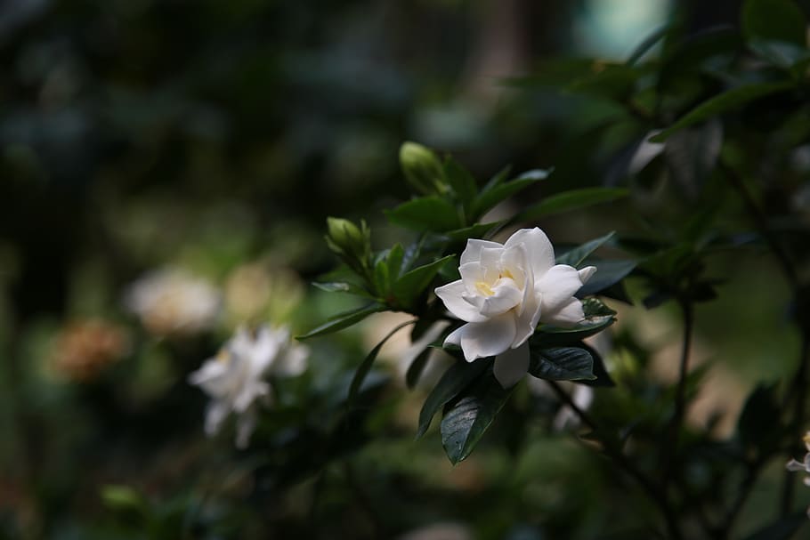 gardenia, alam, tanaman, harum, daun bunga, bunga, putih, tanaman berbunga, keindahan di alam, warna putih