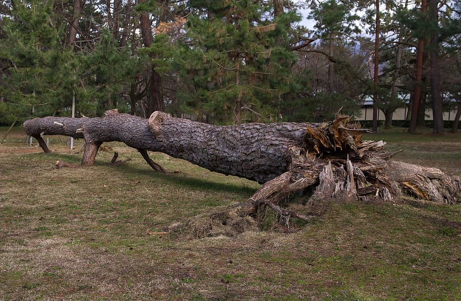 tree, root, wood, fir, uprooted, shot, plant, land, nature, field