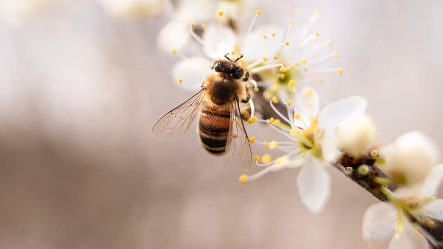 abelha, flor, branco, zangão, picada, não reagir, planta, natureza, animais, planta de florescência