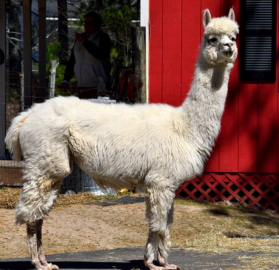 alpaca, animal, cute, alpaca farm, fur, head, mammal, wool, hair, llama