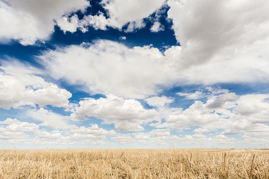 nuvens, campo de trigo, landscapenature, agricultura, nuvem, hd papel de parede, céu, nuvem - céu, terra, paisagem