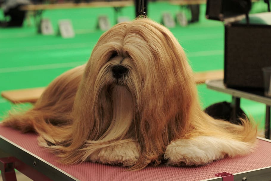 dogshow, lhasa apso, dog, pet, remote access, dog breed, portrait, long-haired, beauty, one animal