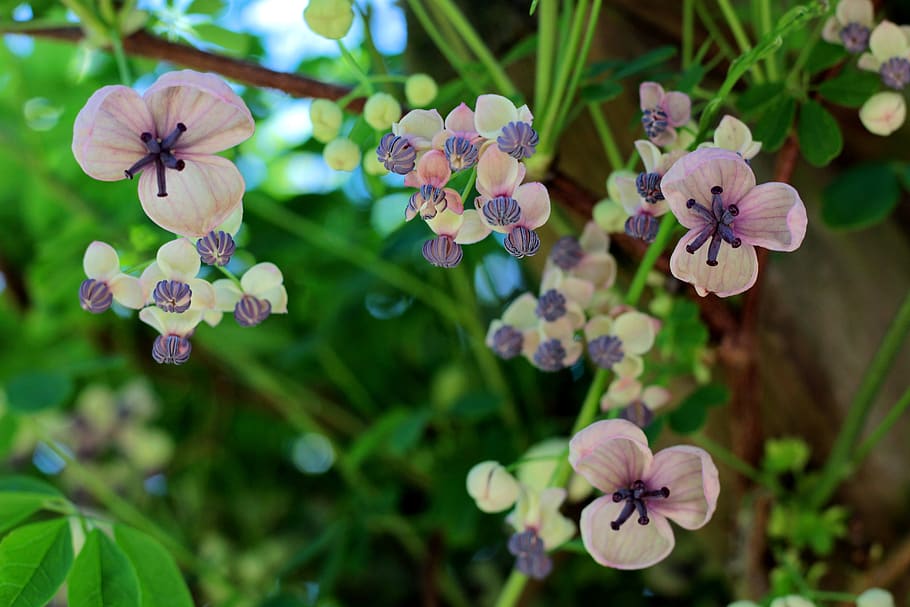 akebia quinata, schijnaugurk, enredadera, jardín, rosa, azul, delicado, hojas, primavera, planta floreciendo