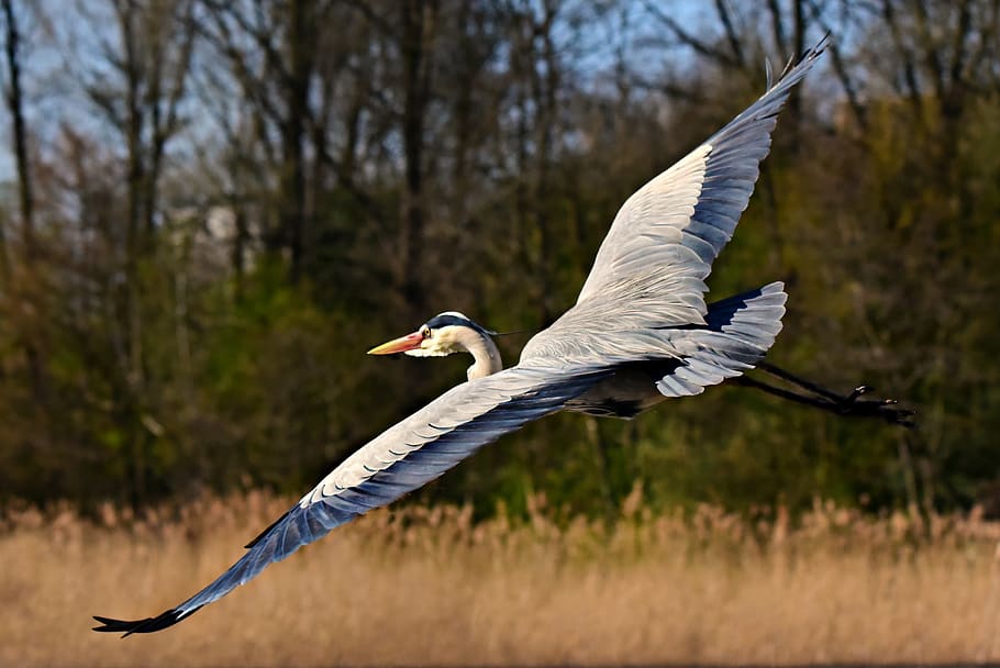 heron, wading bird, animal, flight, flying, wing, feather, plumage, beak, landscape