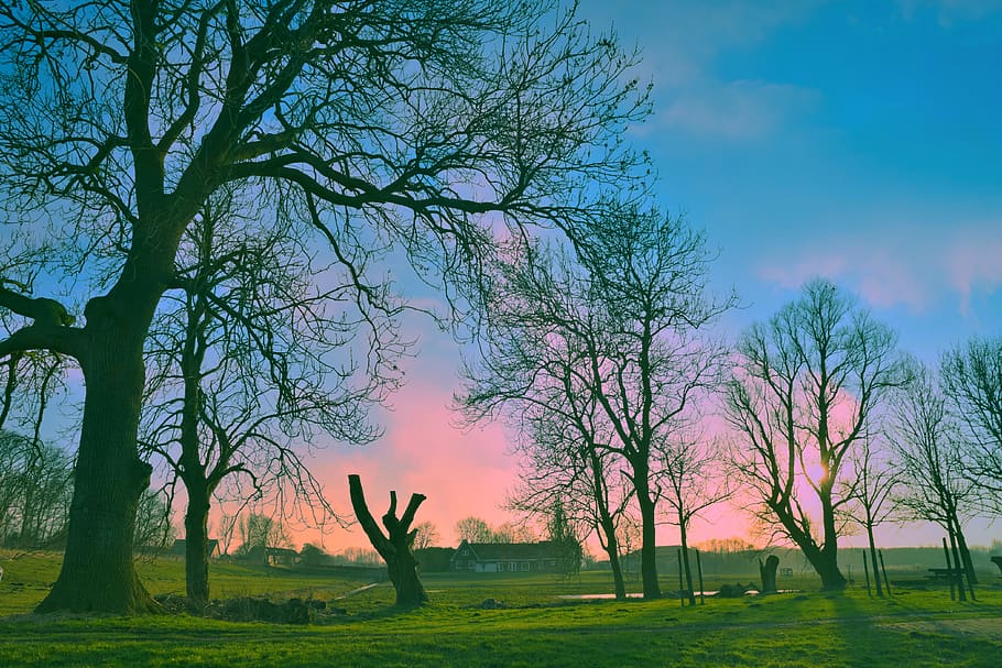 árbol, campos, paisaje holandés, rural, campo, cielos, puesta de sol, tarde, anochecer, estado de ánimo
