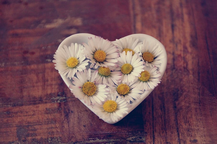 daisy, jantung, cinta, romantis, terima kasih, simbol, bunga, deco, putih, kayu