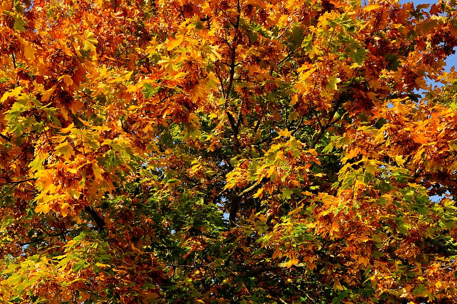 autumn, tree, leaves, discoloration, colorful, nature, landscape, mood, fall color, light