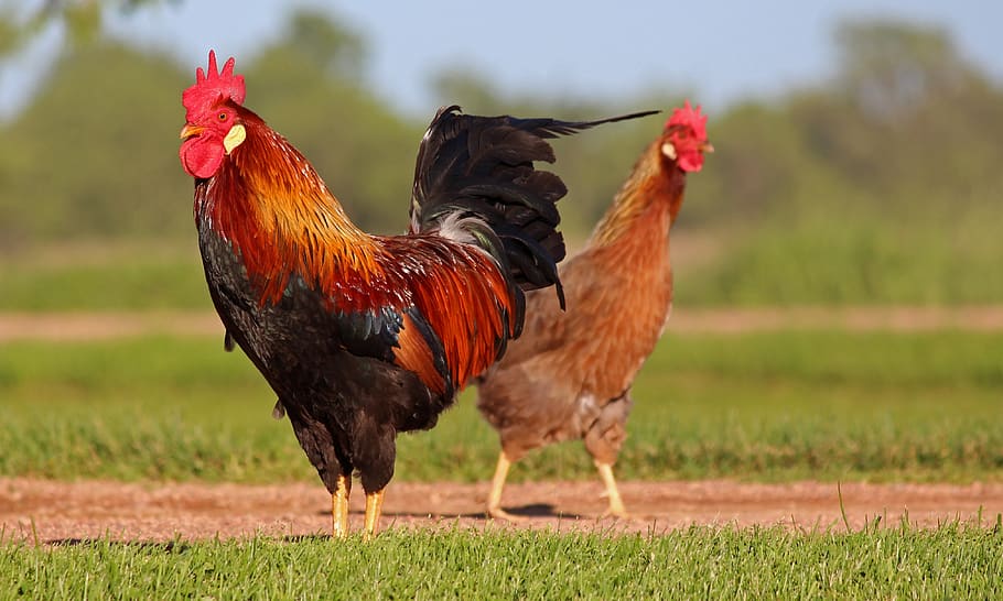 chicken, farm animal, rooster, poultry, feather, bird, livestock, animal themes, chicken - bird, animal