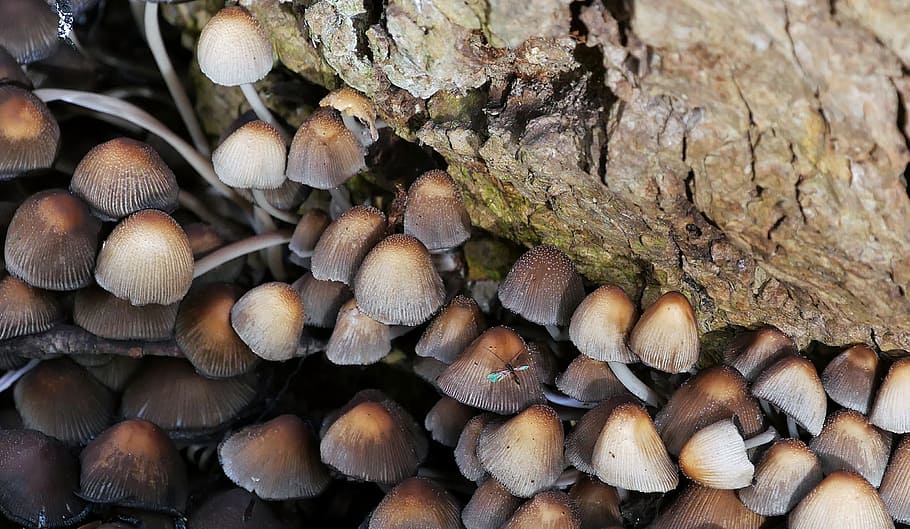 klaster, jamur, tumbuh, tumbang, pohon, hutan., gambar jamur, foto jamur, berbagai jenis jamur, jamur jamur