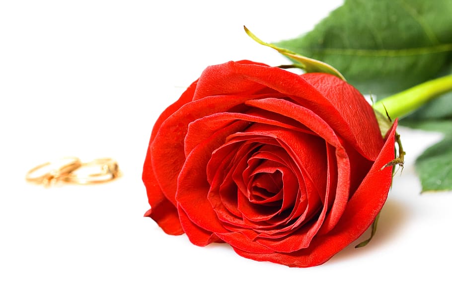 rosa, flor, anel, vermelho, branco, amor, closeup, isolado, decoração, cerimônia