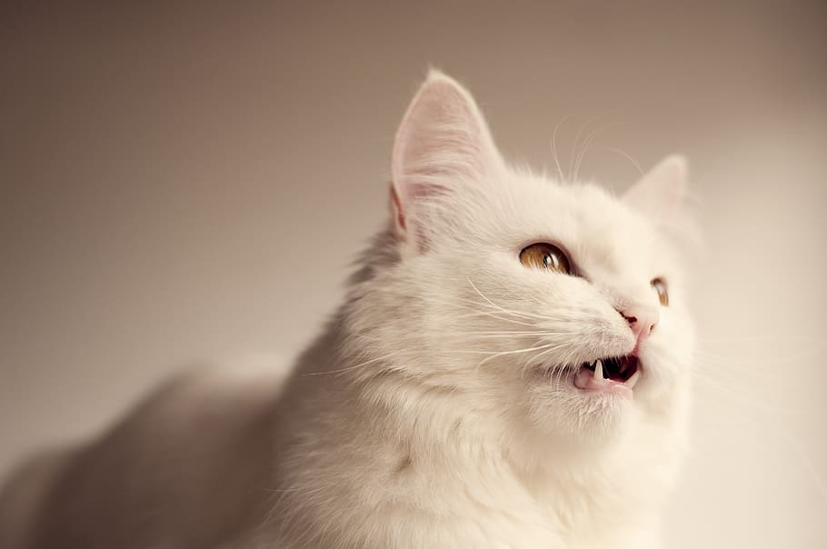 bonitinho, gato, olho, chilrear, engraçado, expressão, gatinho, animal de estimação, branco, retrato