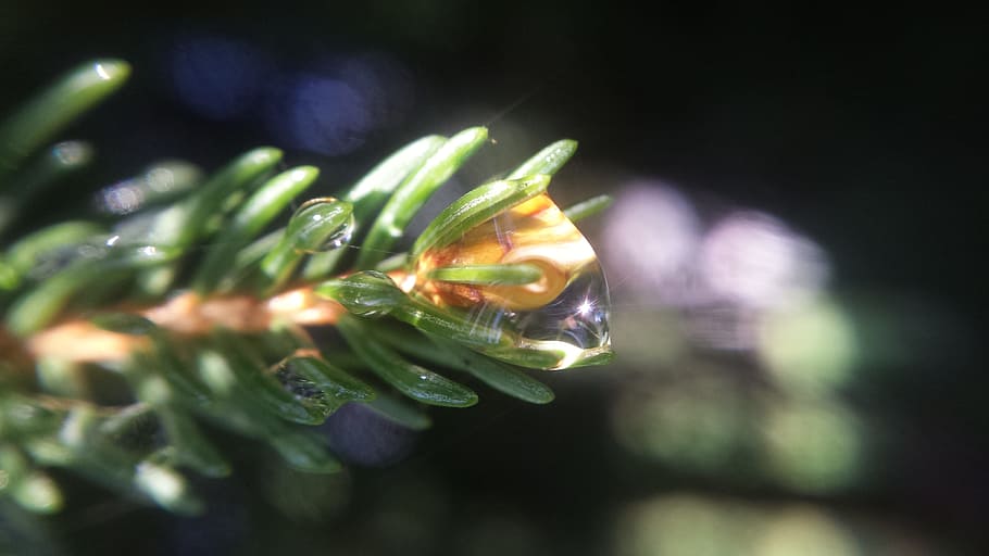 pine branch, covered, dew., pine tree, dew drops, dew, evergreen, tree, plant, close-up