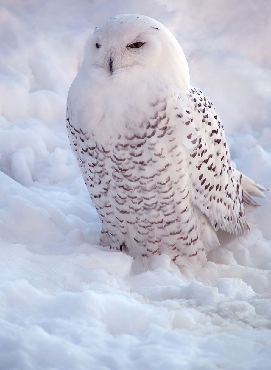 putih, burung hantu bersalju, burung buas, alam, salju, keindahan, musim dingin, tema binatang, satu hewan, hewan