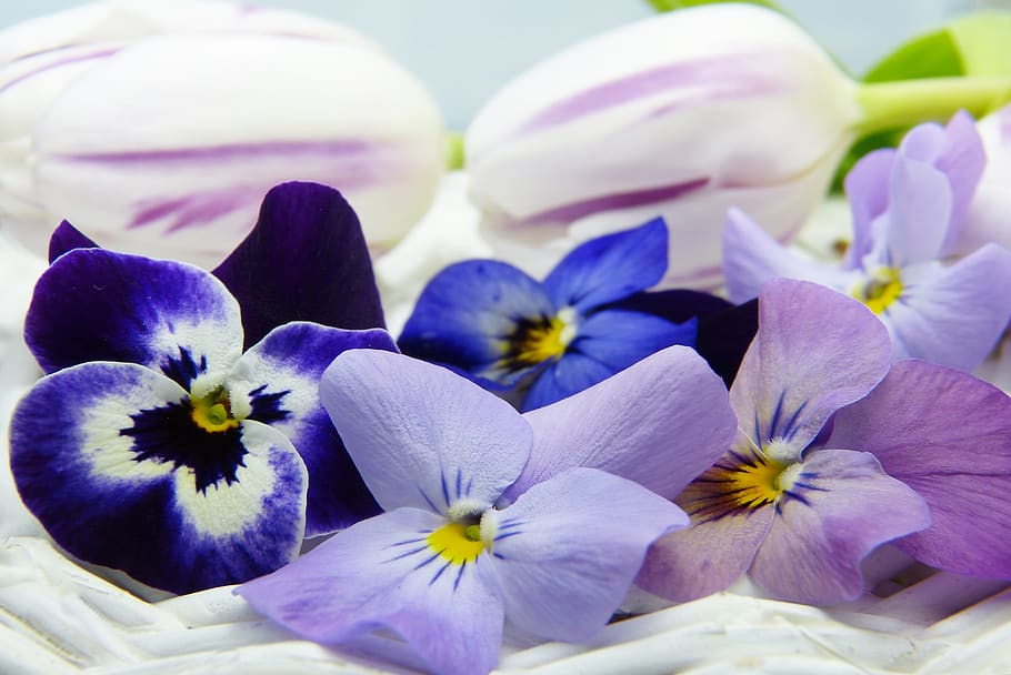 400–500, violeta, tulipa, roxa, azul, natureza, é claro, flor, primavera, início da floração