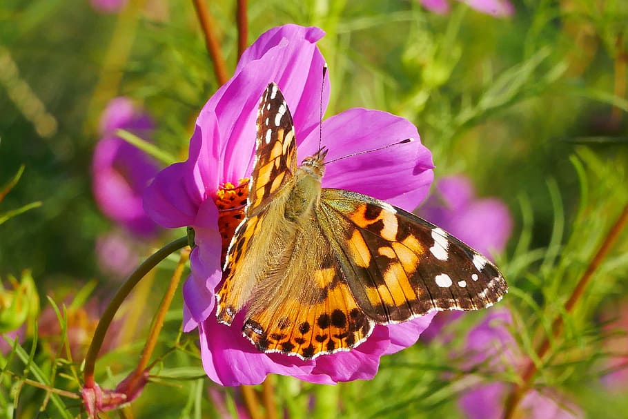 butterfly visits, pink, cosmos flower, flower., cosmos plant, pink flowers, pictures of flowers, flower images, flowers photos, flowers image